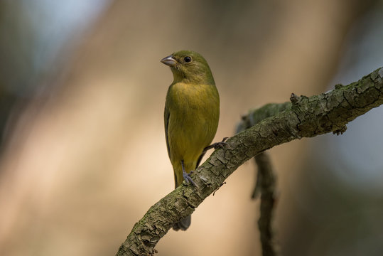 Painted Bunting -female