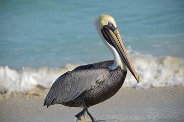 amigo y playa