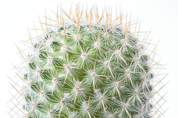 Cactus in brown pot on white background isolated.