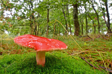 russula sanguinaria mushroom