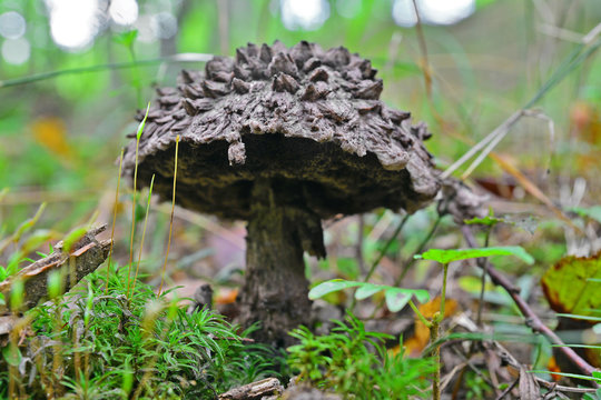 strobilomyces strobilaceus mushroom