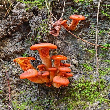 omphalotus olearius mushrooms