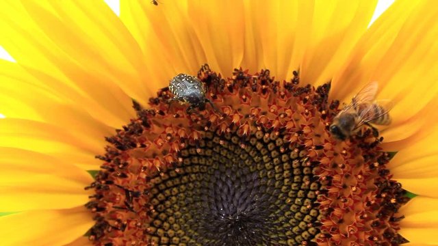 Beetle, bee and ant, amicably collect pollen and nectar from ripe sunflower.