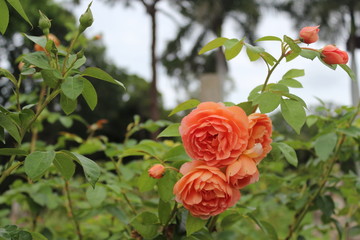 Peach Roses 
