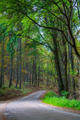 Fototapeta na wymiar Bicycle road in forest