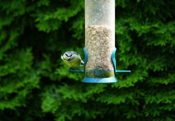Blaumeise,Futter,Futterspender