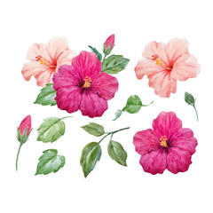 Watercolor vector tropical hibiscus flower © zenina