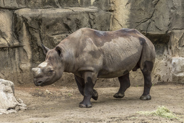 Naklejka premium Rhino missing a horn