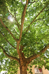 Light through the tree