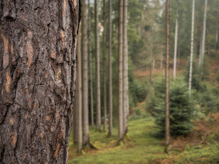Tree trunk with forest in the background