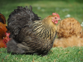 Zwerg Cochin Hühner auf der Wiese