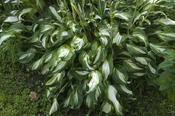 hosta plant