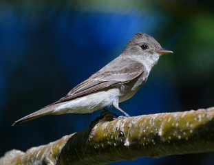 Western-Wood Pewee Perched on a Branch in the Forest
