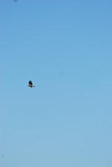 Birdwatching in Sardegna