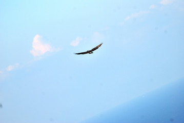 Fototapeta premium Birdwatching in Sardegna