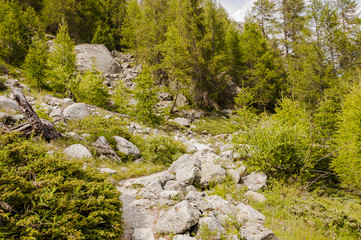 Maloja, via Engiadina, Wanderweg, Höhenweg, Naturweg, Wald, Steinschlag, Grevasalvas, Sils,...