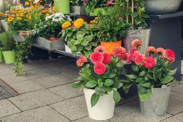 Red and pink autumn flowers in flower shop