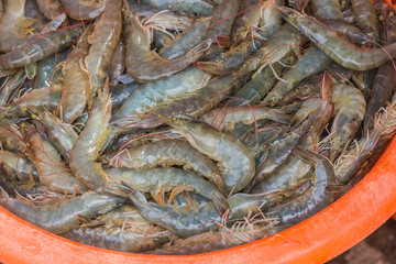 Fresh shrimp
