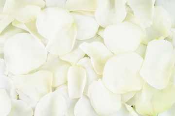 close-up white rose petals, background, texture - Powered by Adobe