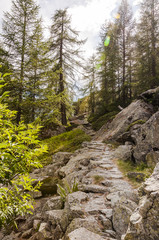 Obraz premium Maloja, via Engiadina, Wanderweg, Höhenweg, Naturweg, Wald, Grevasalvas, Sils, Oberengadin, Alpen, Graubünden, Sommer, Schweiz