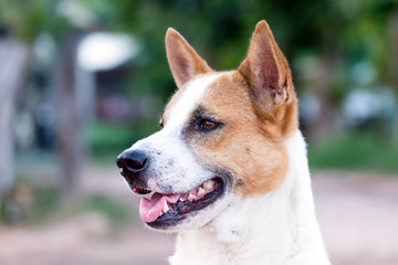 Closeup head of a white and brown dog with open mouth on blurred background.