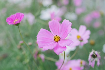 Obraz premium Pink cosmos flower (Cosmos Bipinnatus) background