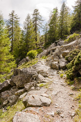 Obraz premium Maloja, via Engiadina, Wanderweg, Höhenweg, Naturweg, Wald, Grevasalvas, Sils, Oberengadin, Alpen, Graubünden, Sommer, Schweiz