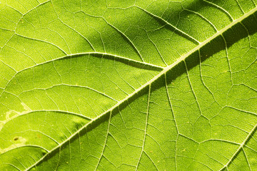 Close up on sunflower structure leaf texture
