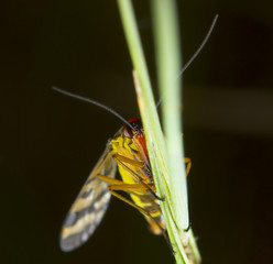 Panorpa meridionalis female