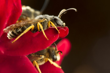 Bees sleeping at red rose