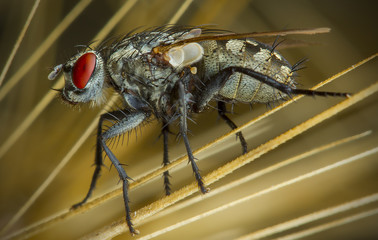 Fly closeup