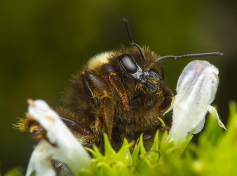 Hornet bee