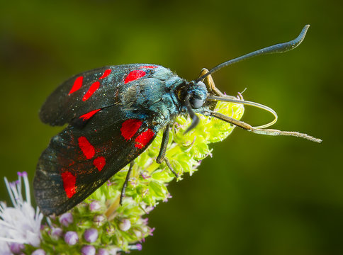 Zygaena Lavandulea