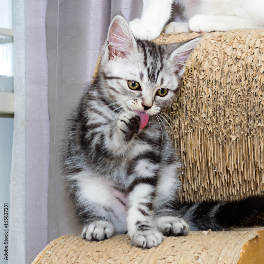 Wall mural American shorthair cat cleansing its body.