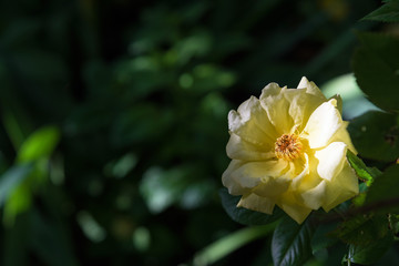 Yellow open rose flower in dark shadow closeup