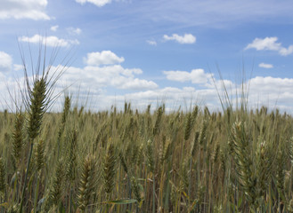 Spikes on the background of the sky