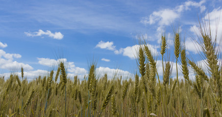Obraz premium Spikes on the background of the sky