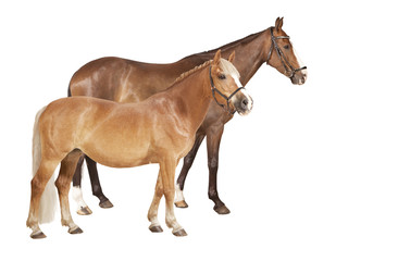 Pferd und Pony freigestellt