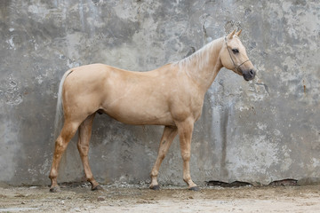 Palomino horse exterior, isolated on light background