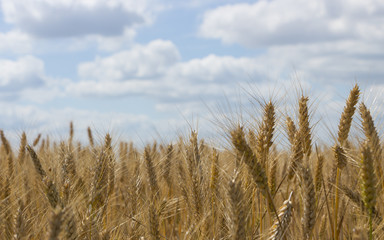 Spikes on the background of the sky