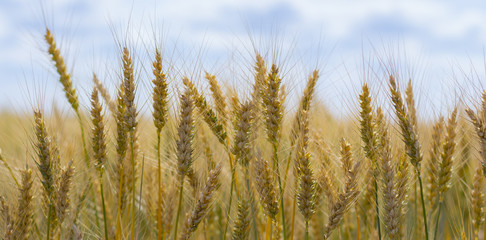 Spikes on the background of the sky