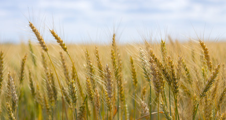 Spikes on the background of the sky