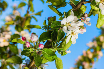 bluming apple tree