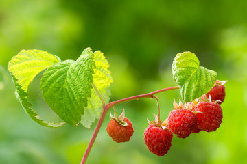 Ripe raspberries on branch 