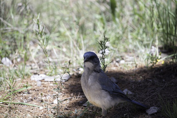 bluebird