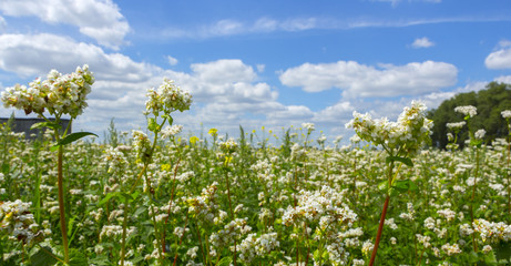Fototapeta na wymiar The Macro photo of White Buckwheat flowers
