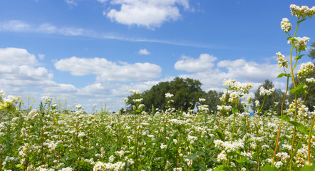 Obraz premium The Macro photo of White Buckwheat flowers