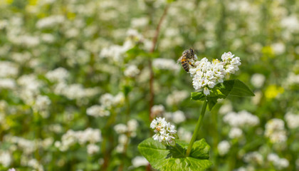 The Macro photo of White Buckwheat flowers