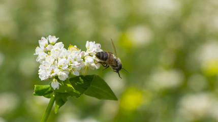 The Macro photo of White Buckwheat flowers