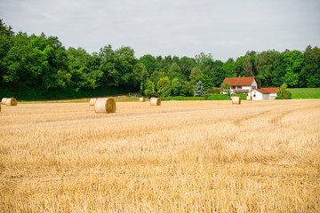 Fototapeta premium Hay bales lie in a field after harvest ready for pick up
